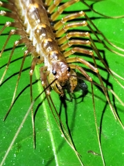 Scutigeridae