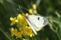 Anthocharis damone eunomia