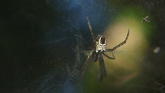 Cyrtophora cicatrosa