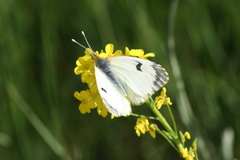 Anthocharis damone eunomia