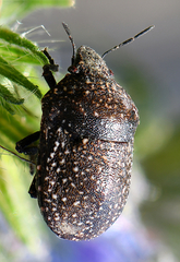 Psacasta exanthematica