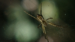 Cyrtophora cicatrosa