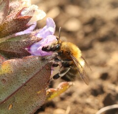 Anthophora plumipes