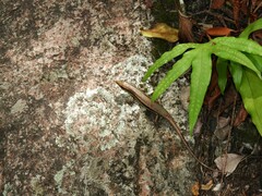 Trachylepis sechellensis