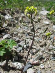 Draba stenocarpa
