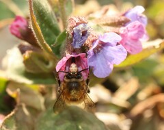 Anthophora plumipes