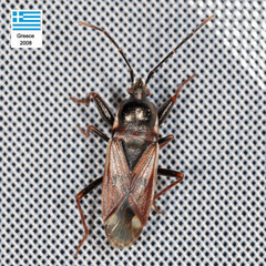 Eremocoris fenestratus