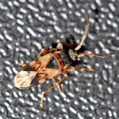 Scolopostethus affinis