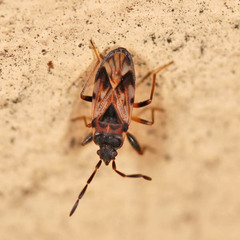 Scolopostethus decoratus