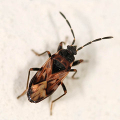 Scolopostethus decoratus