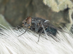 Calliphora vomitoria