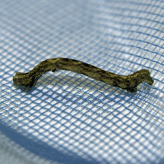 Peribatodes rhomboidaria