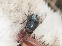 Calliphora vomitoria
