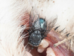 Calliphora vomitoria