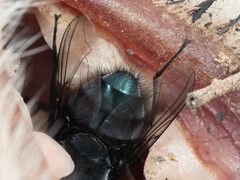 Calliphora vomitoria