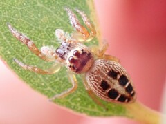 Opisthoncus sexmaculatus