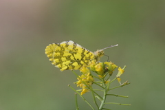 Anthocharis damone eunomia