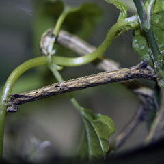 Peribatodes rhomboidaria