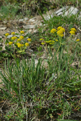 Bupleurum ranunculoides