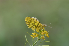 Anthocharis damone eunomia