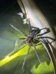 Dolomedes instabilis