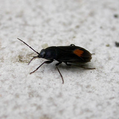 Aphanus rolandri