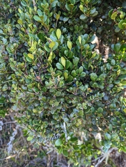 Azara microphylla