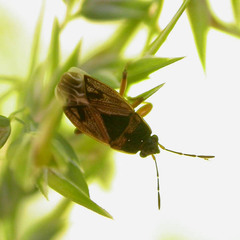 Trapezonotus arenarius