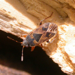 Trapezonotus arenarius
