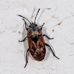 Trapezonotus arenarius