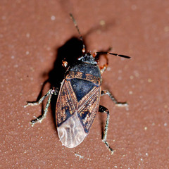 Trapezonotus arenarius