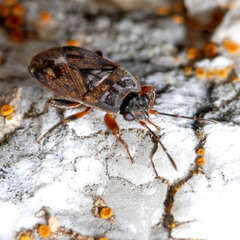 Trapezonotus arenarius