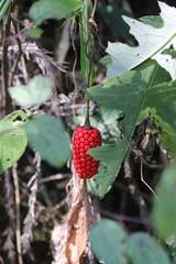 Arisaema lobatum