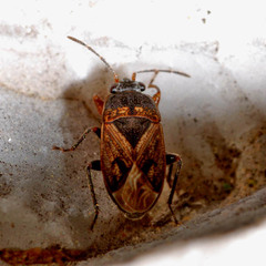 Trapezonotus arenarius