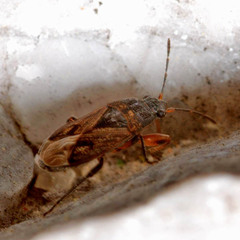 Trapezonotus arenarius