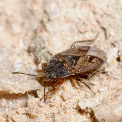Trapezonotus arenarius