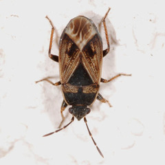Trapezonotus dispar