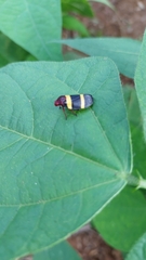Sphenorhina