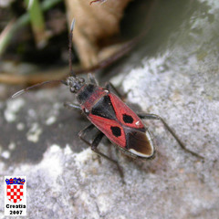 Lasiocoris anomalus