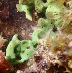 Callyspongia