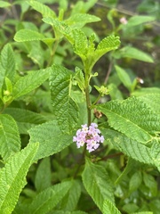 Lippia junelliana