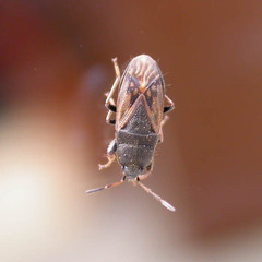 Megalonotus sabulicola