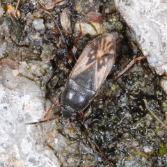 Megalonotus sabulicola