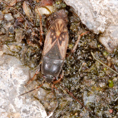 Megalonotus sabulicola