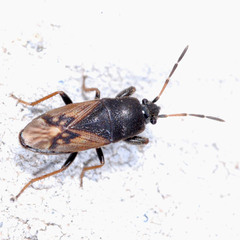 Megalonotus sabulicola