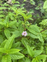 Lippia junelliana