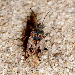 Sphragisticus nebulosus