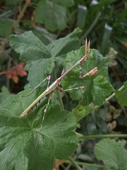 Empusa binotata