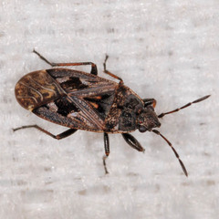 Sphragisticus nebulosus