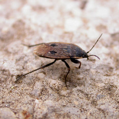 Graptopeltus lynceus